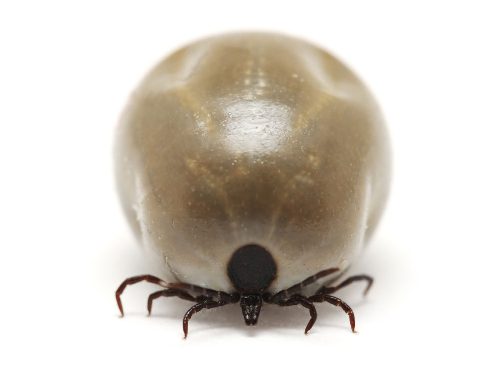 Fully Fed (Engorged) Tick