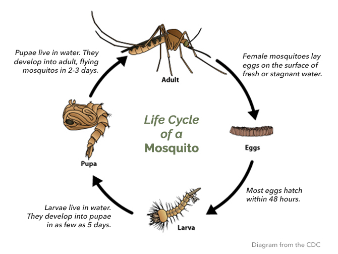 life cycle of a mosquito