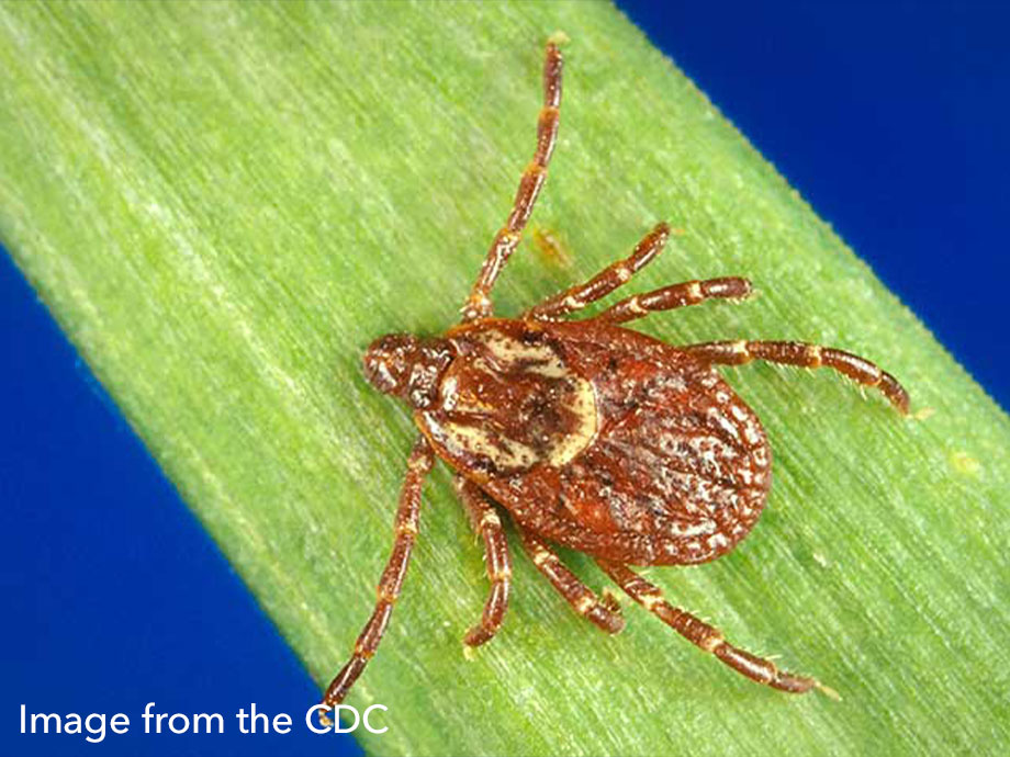 American Dog Tick