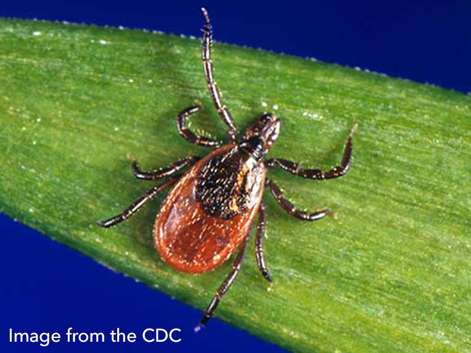 Black Legged (Deer) Tick