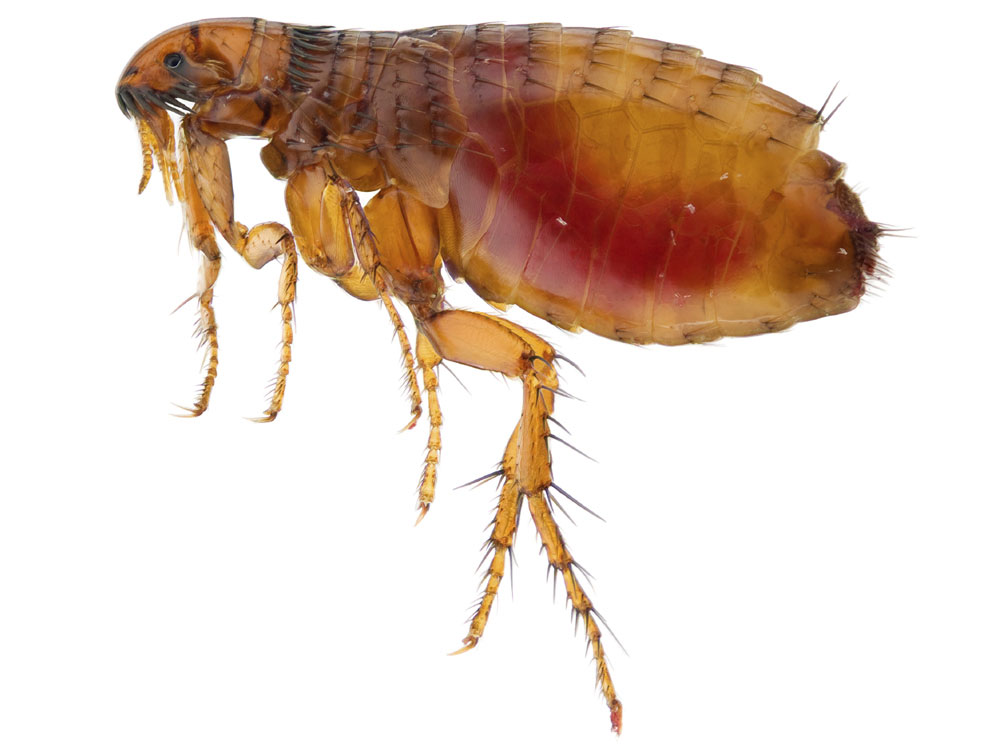 Flea