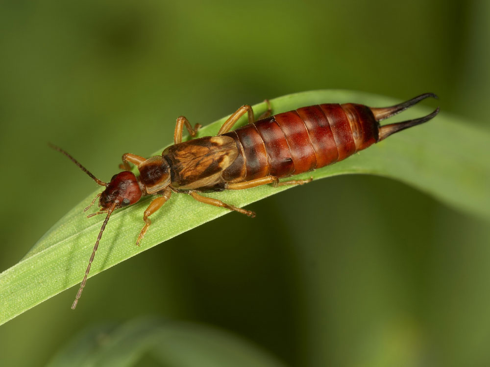 Earwigs