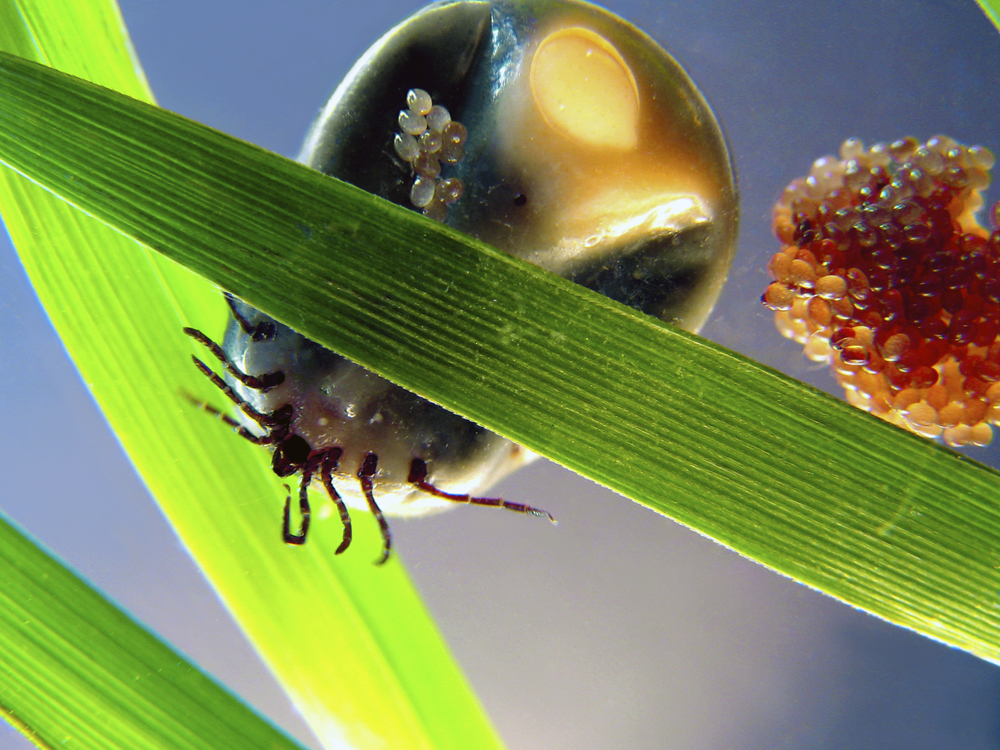 Tick Eggs